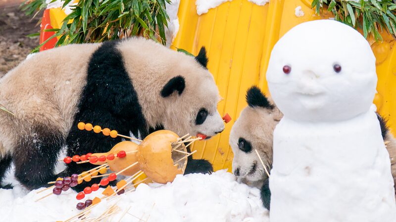 Chongqings_Panda_Twins_Yu_Ke_and_Yu_Ai_Enjoy_Snow_and_Treats_on_New_Years_Day - Khabar Asia Chongqing's Panda Twins Yu Ke and Yu Ai Enjoy Snow and Treats on New Year's Day