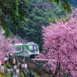 Chongqing's Train Through Sea of Plum Blossoms Attracts Tourists