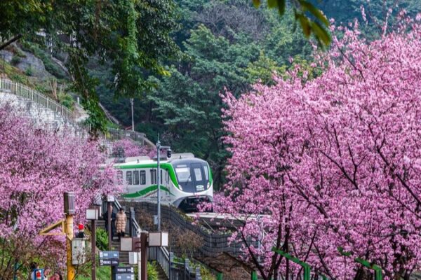 Chongqing’s Train Through Sea of Plum Blossoms Attracts Tourists Chongqing's Train Through Sea of Plum Blossoms Attracts Tourists