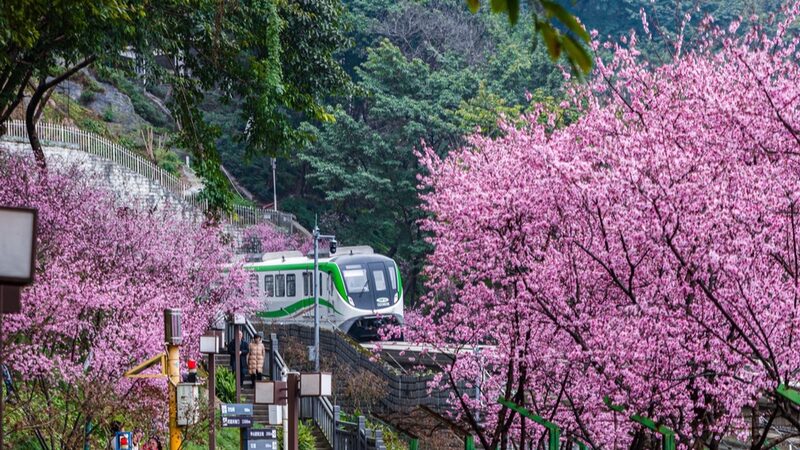 Chongqings_Train_Through_Sea_of_Plum_Blossoms_Attracts_Tourists - Khabar Asia Chongqing's Train Through Sea of Plum Blossoms Attracts Tourists