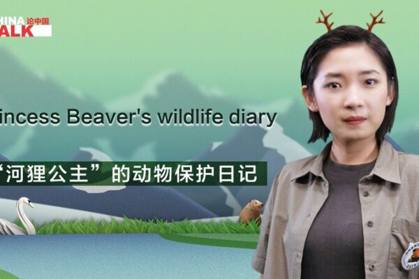 Chu Wenwen: Championing Wildlife Conservation in Xinjiang’s Altay Region Chu Wenwen: Championing Wildlife Conservation in Xinjiang's Altay Region video poster