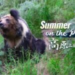 Clash_of_Survival__Stray_Dogs_Challenge_Tibetan_Blue_Bears_on_Qinghai_Xizang_Plateau video poster