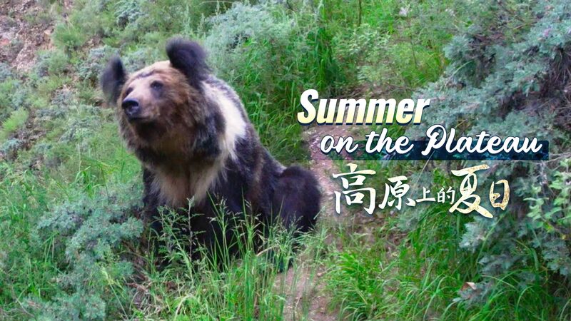 Clash_of_Survival__Stray_Dogs_Challenge_Tibetan_Blue_Bears_on_Qinghai_Xizang_Plateau_poster - Khabar Asia Clash_of_Survival__Stray_Dogs_Challenge_Tibetan_Blue_Bears_on_Qinghai_Xizang_Plateau video poster