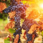 Climate Change Could Redefine Global Wine Regions, Study Suggests