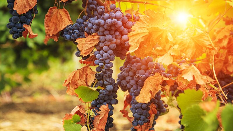Climate Change Could Redefine Global Wine Regions, Study Suggests