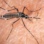 Climate Change Drives Spread of Asia's Tiger Mosquito Across Europe