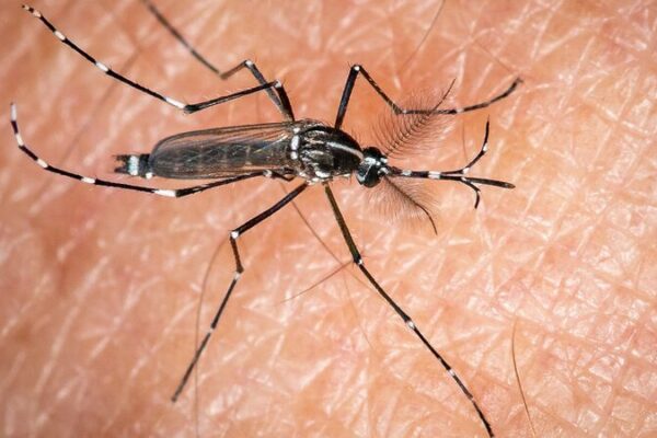 Climate Change Drives Spread of Asia's Tiger Mosquito Across Europe