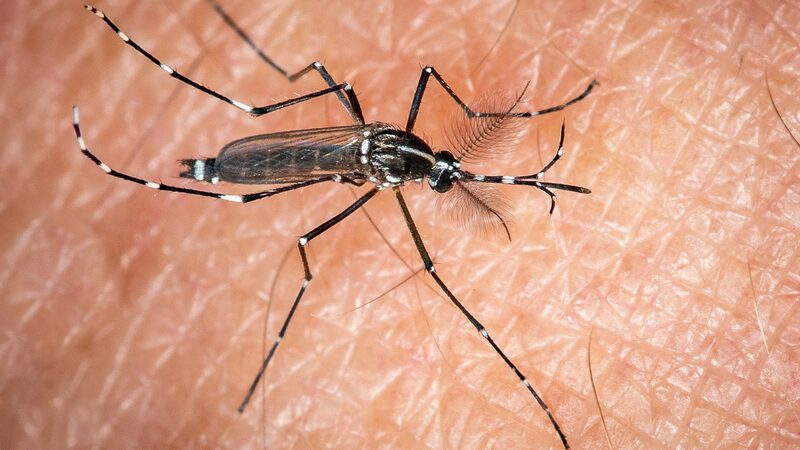 Climate_Change_Drives_Spread_of_Asias_Tiger_Mosquito_Across_Europe - Khabar Asia Climate Change Drives Spread of Asia's Tiger Mosquito Across Europe