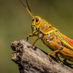 Climate Change Set to Worsen Desert Locust Outbreaks, Study Warns