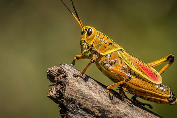 Climate Change Set to Worsen Desert Locust Outbreaks, Study Warns Climate Change Set to Worsen Desert Locust Outbreaks, Study Warns