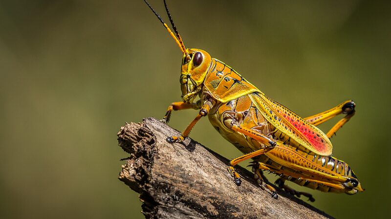 Climate_Change_Set_to_Worsen_Desert_Locust_Outbreaks_Study_Warns - Khabar Asia Climate Change Set to Worsen Desert Locust Outbreaks, Study Warns