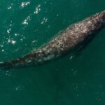 Climate Change Shrinking Pacific Grey Whales, Study Finds
