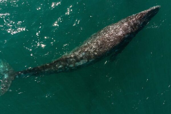 Climate Change Shrinking Pacific Grey Whales, Study Finds Climate Change Shrinking Pacific Grey Whales, Study Finds