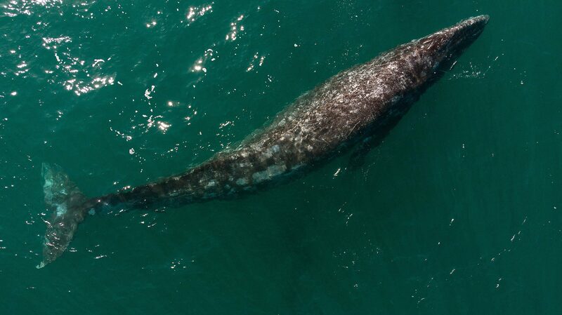 Climate_Change_Shrinking_Pacific_Grey_Whales_Study_Finds - Khabar Asia Climate Change Shrinking Pacific Grey Whales, Study Finds