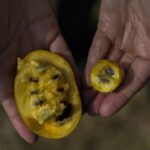 Climate_Change_Threatens_North_America_s_Native_Pawpaw_Fruit_Harvest