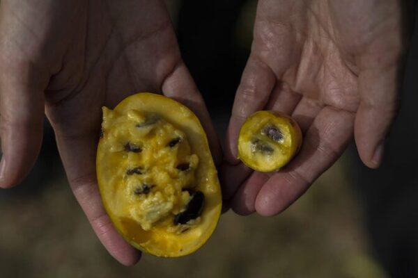 Climate Change Threatens North America’s Native Pawpaw Fruit Harvest Climate_Change_Threatens_North_America_s_Native_Pawpaw_Fruit_Harvest