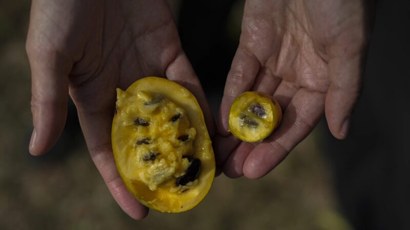 Climate_Change_Threatens_North_America_s_Native_Pawpaw_Fruit_Harvest