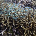 Climate Change Triggers Major Coral Bleaching on Australia's Great Barrier Reef