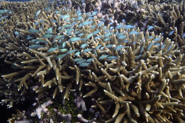 Climate Change Triggers Major Coral Bleaching on Australia's Great Barrier Reef