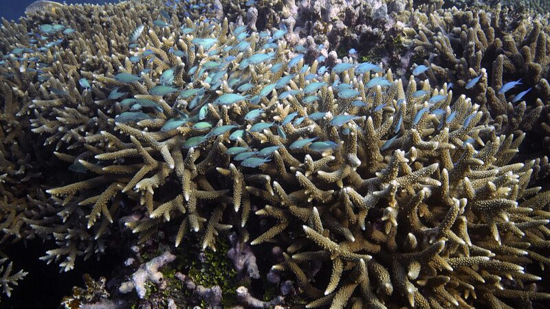 Climate_Change_Triggers_Major_Coral_Bleaching_on_Australias_Great_Barrier_Reef - Khabar Asia Climate Change Triggers Major Coral Bleaching on Australia's Great Barrier Reef