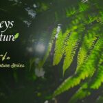 Collecting Nature's Melodies in Xishuangbanna's Tropical Rainforest video poster