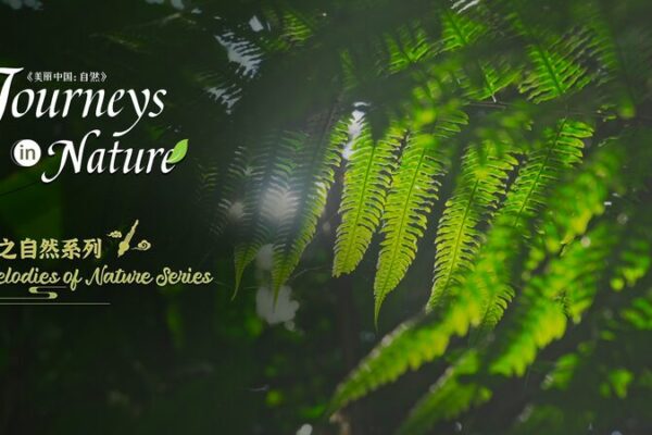 Collecting Nature’s Melodies in Xishuangbanna’s Tropical Rainforest Collecting Nature's Melodies in Xishuangbanna's Tropical Rainforest video poster