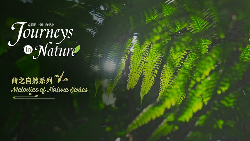 Collecting_Natures_Melodies_in_Xishuangbannas_Tropical_Rainforest_poster - Khabar Asia Collecting Nature's Melodies in Xishuangbanna's Tropical Rainforest video poster