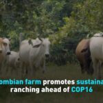 Colombian_Farm_Champions_Sustainable_Ranching_Ahead_of_COP16 video poster