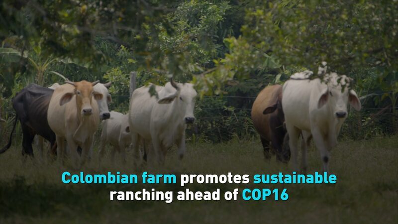 Colombian_Farm_Champions_Sustainable_Ranching_Ahead_of_COP16_poster - Khabar Asia Colombian_Farm_Champions_Sustainable_Ranching_Ahead_of_COP16 video poster