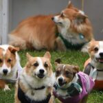 Corgis_and_Owners_Light_Up_Vilnius_in_Racing_and_Fashion_Extravaganza video poster