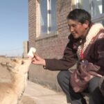 Cousins Dedicate Lives to Rescuing Endangered Przewalski's Gazelles in Qinghai Province video poster