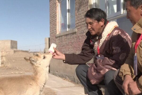 Cousins Dedicate Lives to Rescuing Endangered Przewalski's Gazelles in Qinghai Province video poster