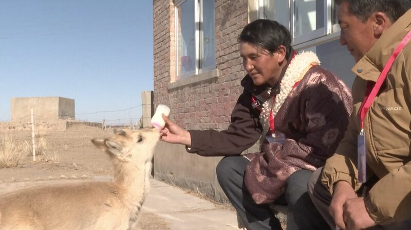 Cousins_Dedicate_Lives_to_Rescuing_Endangered_Przewalskis_Gazelles_in_Qinghai_Province_poster - Khabar Asia Cousins Dedicate Lives to Rescuing Endangered Przewalski's Gazelles in Qinghai Province video poster