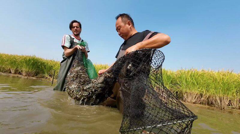 Crabs_Raised_in_Rice_Paddies_Enrich_Ningxias_Culinary_Scene_poster - Khabar Asia Crabs Raised in Rice Paddies Enrich Ningxia's Culinary Scene video poster