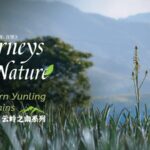 Cradle of 'Immortal Grass': Exploring China's Wild Aloe in Yunnan video poster