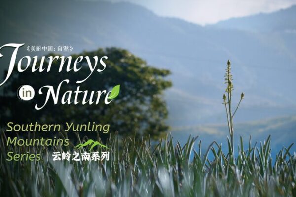 Cradle of ‘Immortal Grass’: Exploring China’s Wild Aloe in Yunnan Cradle of 'Immortal Grass': Exploring China's Wild Aloe in Yunnan video poster