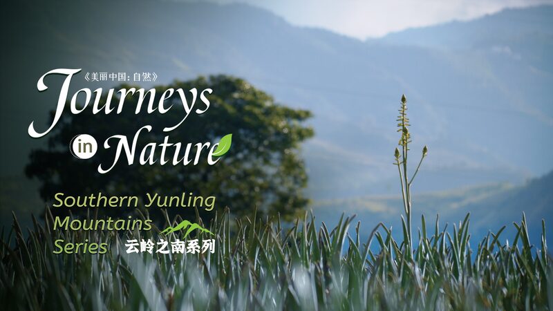 Cradle_of_Immortal_Grass_Exploring_Chinas_Wild_Aloe_in_Yunnan_poster - Khabar Asia Cradle of 'Immortal Grass': Exploring China's Wild Aloe in Yunnan video poster