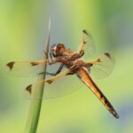 Critically Endangered Dragonfly Libellula angelina Spotted in Beijing