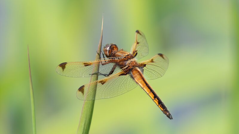 Critically_Endangered_Dragonfly_Libellula_angelina_Spotted_in_Beijing - Khabar Asia Critically Endangered Dragonfly Libellula angelina Spotted in Beijing