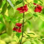 Critically Endangered Wild Rose Rediscovered in Guizhou's Foding Mountain