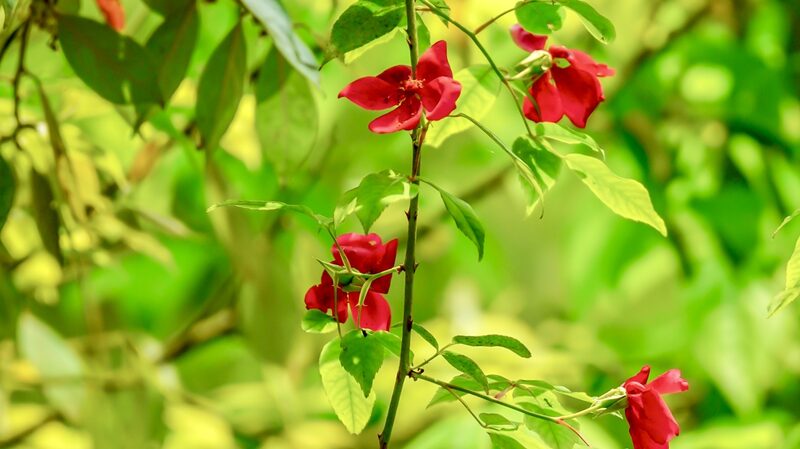 Critically_Endangered_Wild_Rose_Rediscovered_in_Guizhous_Foding_Mountain - Khabar Asia Critically Endangered Wild Rose Rediscovered in Guizhou's Foding Mountain