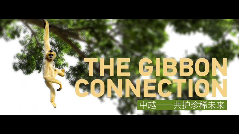 Cross_Border_Conservation__Saving_the_Cao_Vit_Gibbons_Between_China_and_Vietnam_poster - Khabar Asia Cross_Border_Conservation__Saving_the_Cao_Vit_Gibbons_Between_China_and_Vietnam video poster