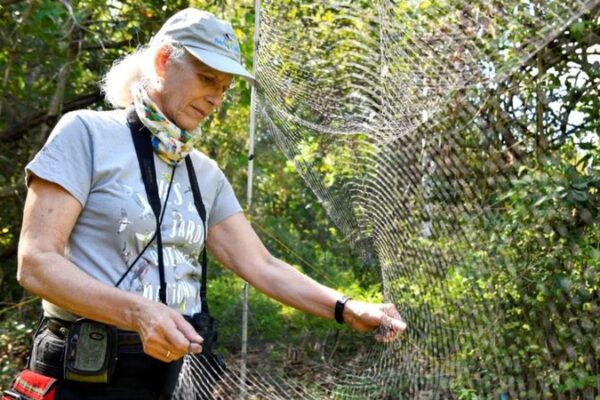 Cuban Biologists Unravel Mysteries of Migratory Birds Linking the Americas
