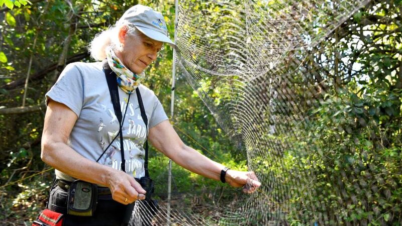 Cuban_Biologists_Unravel_Mysteries_of_Migratory_Birds_Linking_the_Americas - Khabar Asia Cuban Biologists Unravel Mysteries of Migratory Birds Linking the Americas
