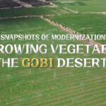 Cultivating Hope: Minqin Couple Turns Gobi Desert into Thriving Vegetable Farm video poster