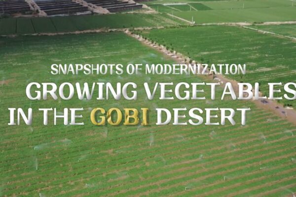 Cultivating_Hope_Minqin_Couple_Turns_Gobi_Desert_into_Thriving_Vegetable_Farm_poster - Khabar Asia Cultivating Hope: Minqin Couple Turns Gobi Desert into Thriving Vegetable Farm video poster