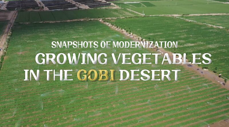 Cultivating_Hope_Minqin_Couple_Turns_Gobi_Desert_into_Thriving_Vegetable_Farm_poster - Khabar Asia Cultivating Hope: Minqin Couple Turns Gobi Desert into Thriving Vegetable Farm video poster
