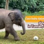 Cute Baby Elephant Plays Football at Yunnan's Xishuangbanna Rescue Center video poster