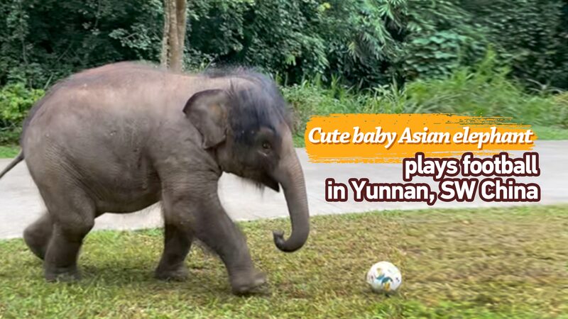 Cute Baby Elephant Plays Football at Yunnan's Xishuangbanna Rescue Center video poster