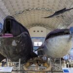 Dalian Natural History Museum Sees Surge in Tourism Amid Coastal City's Popularity